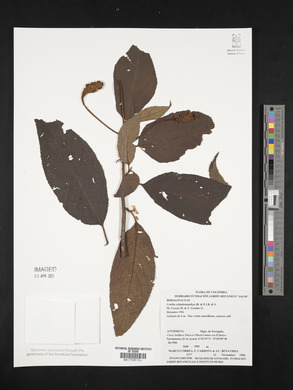 Cordia cylindrostachya image