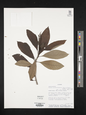 Cordia cylindrostachya image