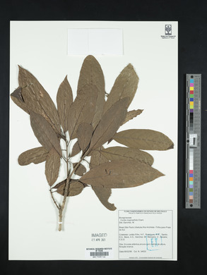Media resource of Cordia magnoliifolia