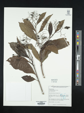 Cordia silvestris image