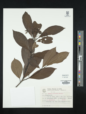 Cordia silvestris image