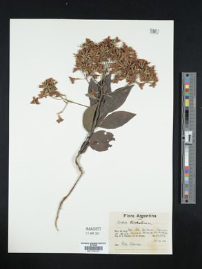 Cordia trichotoma image
