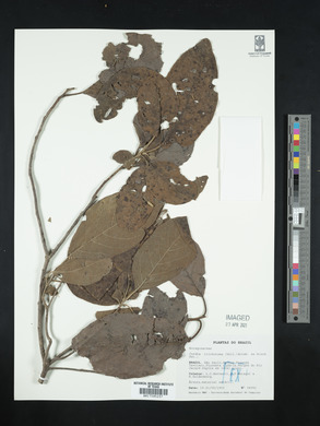 Cordia trichotoma image