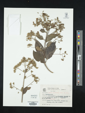 Cordia trichotoma image