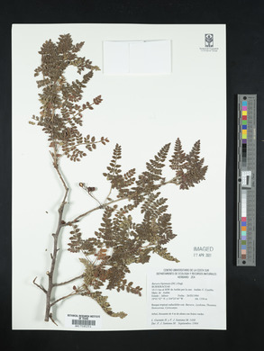 Bursera bipinnata image