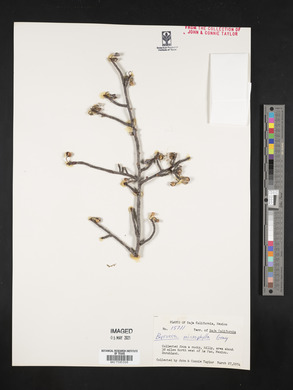 Bursera microphylla image