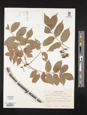 Bursera simaruba image