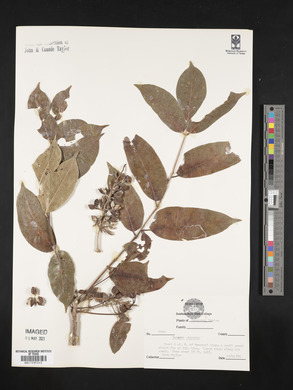 Bursera simaruba image