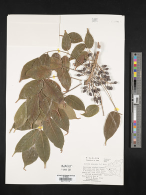 Bursera simaruba image