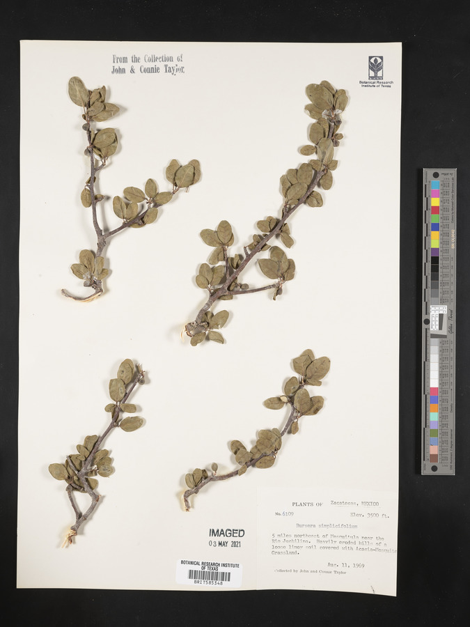 Bursera simplicifolia image