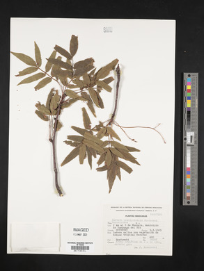Bursera xochipalensis image