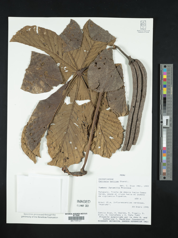 Cecropia garciae image