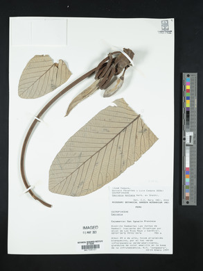 Cecropia montana image