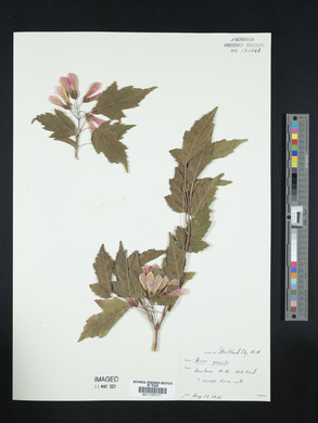 Acer ginnala image