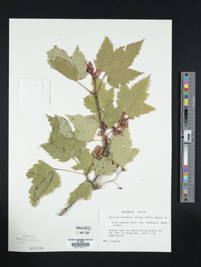 Acer glabrum var. douglasii image