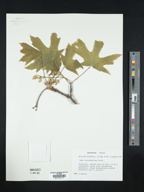Acer macrophyllum image