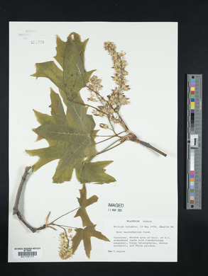 Acer macrophyllum image