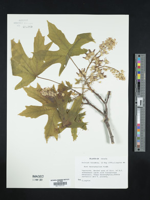 Acer macrophyllum image