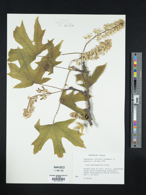 Acer macrophyllum image