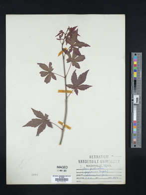 Acer palmatum image