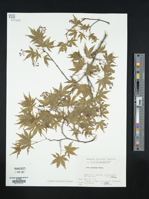 Acer palmatum image