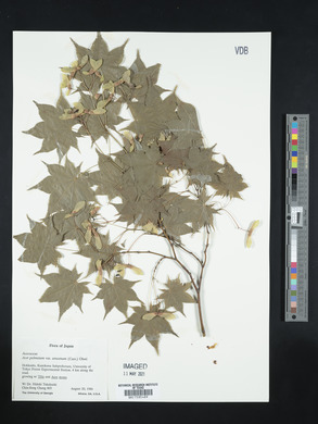Acer palmatum image