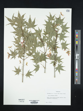 Acer palmatum image