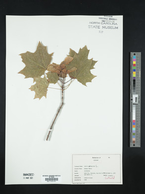 Acer platanoides image