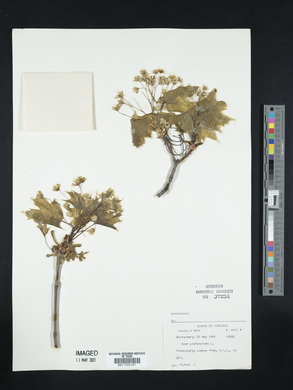 Acer platanoides image