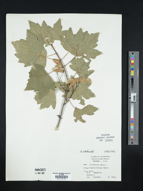 Acer platanoides image