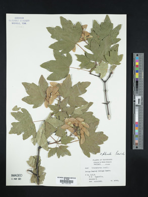 Acer platanoides image