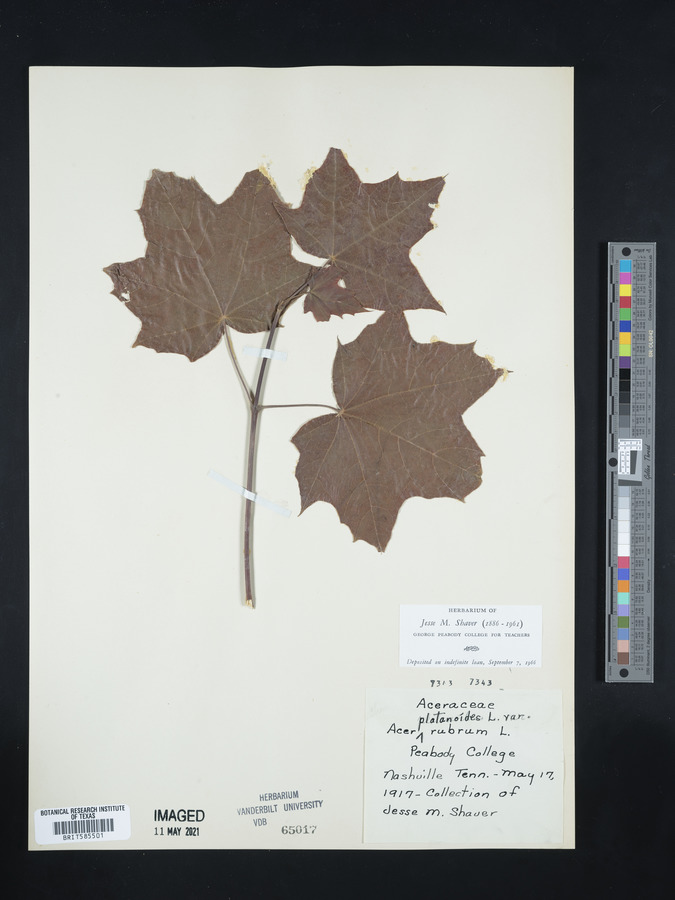 Acer platanoides var. rubrum image