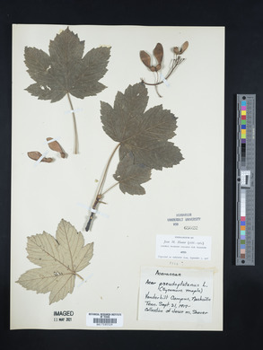 Acer pseudoplatanus image