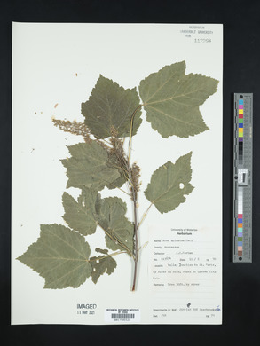 Acer spicatum image
