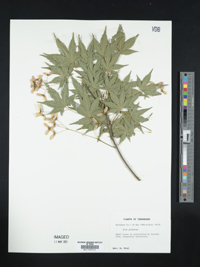 Acer palmatum image