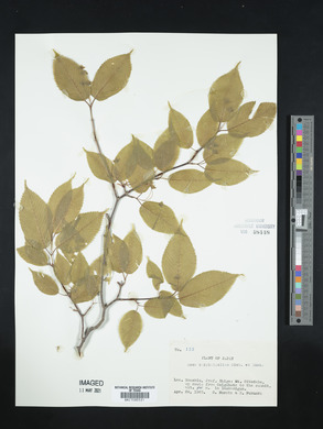 Acer carpinifolium image