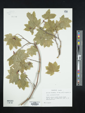 Acer circinatum image