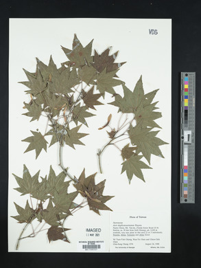 Acer duplicatoserratum image