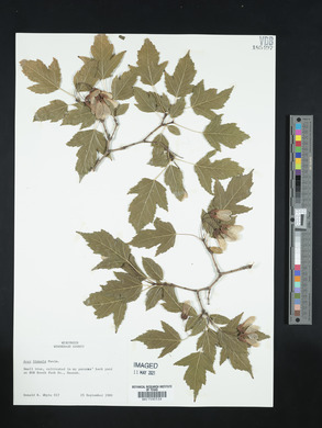Acer ginnala image