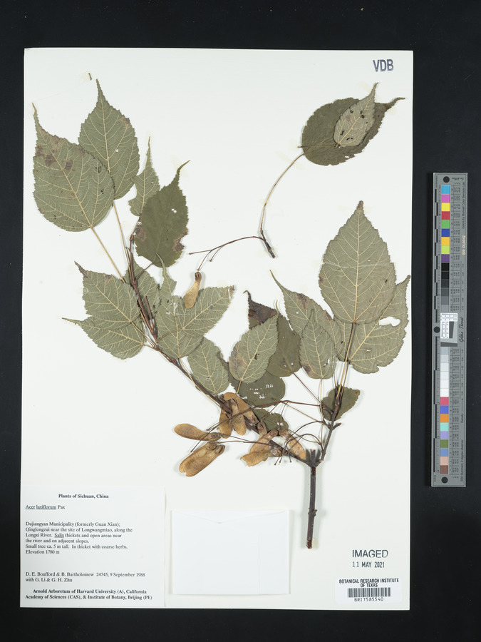 Acer pectinatum subsp. laxiflorum image