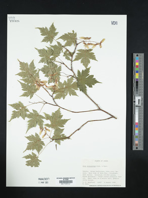 Acer micranthum image