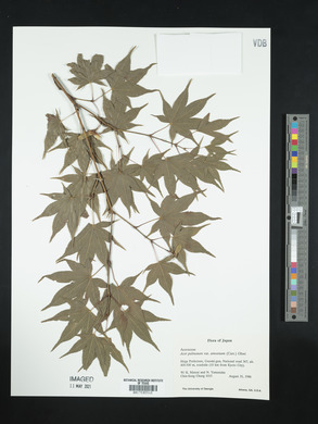 Acer palmatum subsp. amoenum image