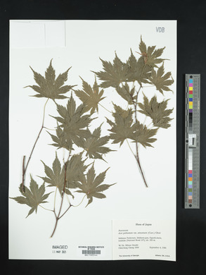 Acer palmatum image