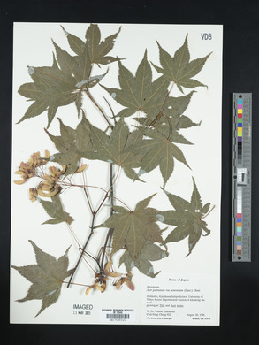 Acer palmatum image