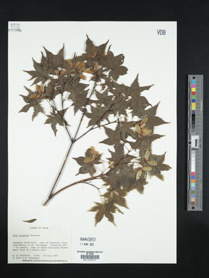 Acer palmatum image