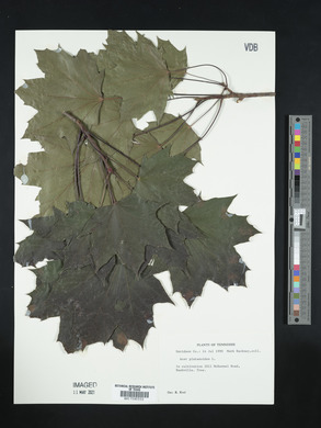 Acer platanoides image