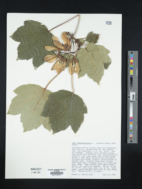 Acer pseudoplatanus image