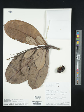 Media resource of Anacardium microsepalum
