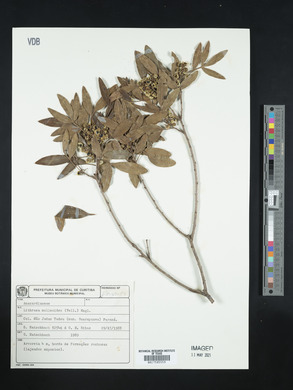 Lithraea molleoides image