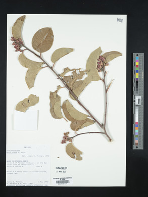 Rhus ovata image